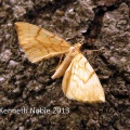 barred straw (Eulithis pyraliata) Kenneth Noble